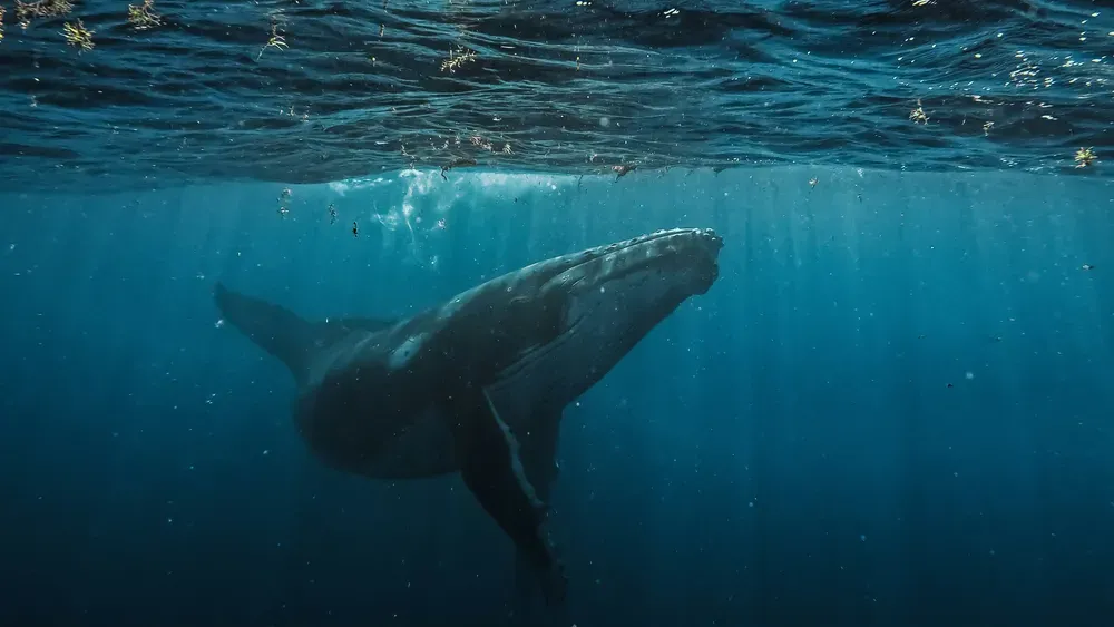 humpback whale in panama