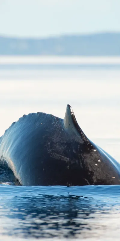 whale watching in Panama