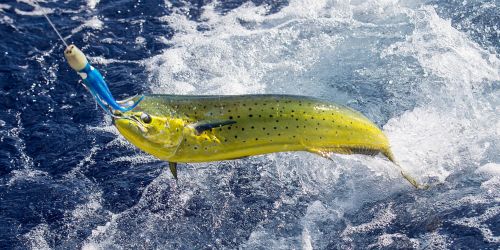 Mahi mahi fishing in Jaqué, Puerto Piñas, Darién