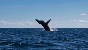 Whale Watching Day Pass