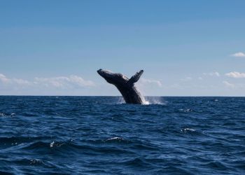 Whale Watching Day Pass