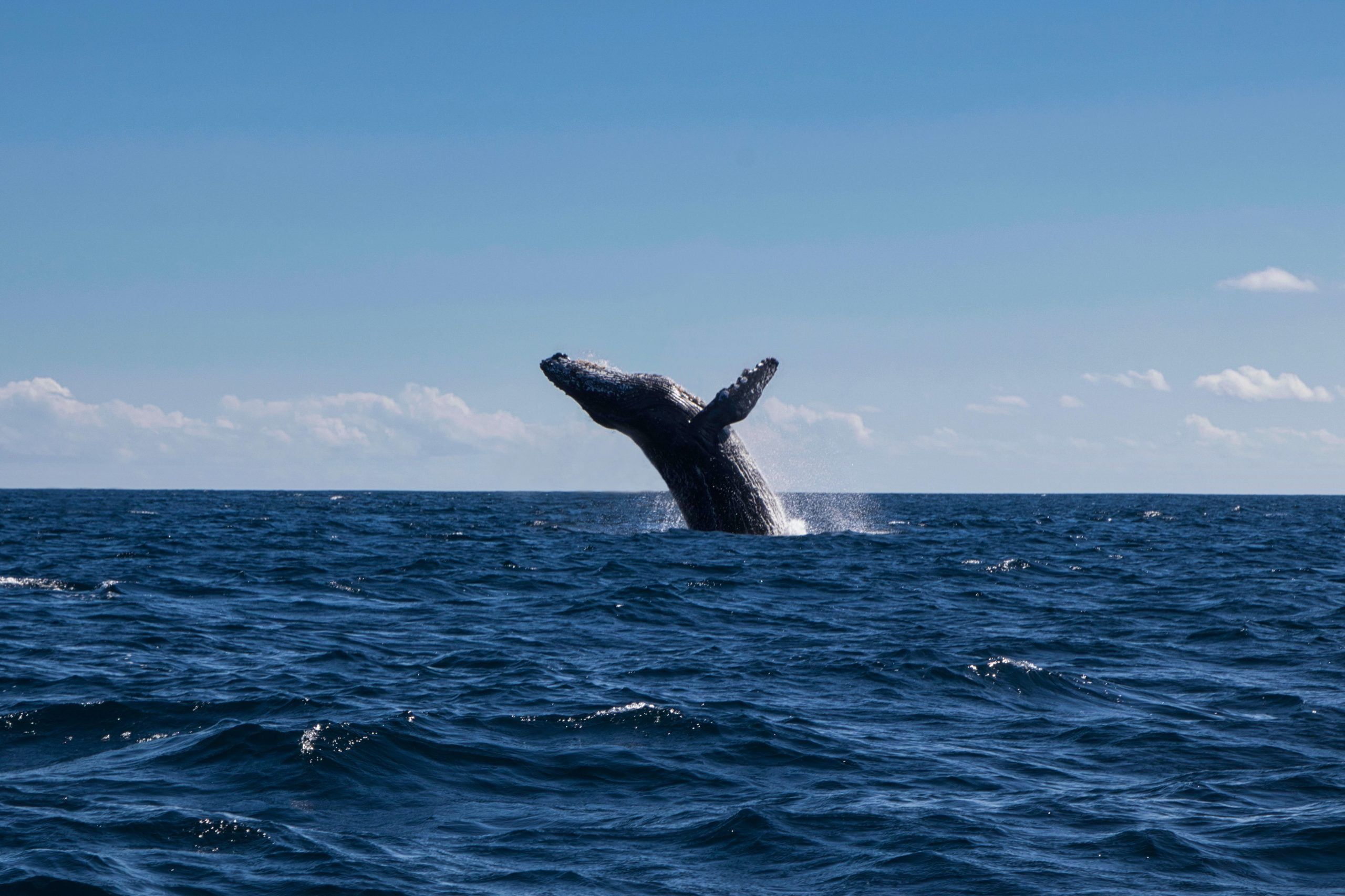 Whale Watching Day Pass