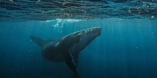 humpback whale in panama