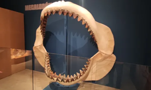 megalodon jaw