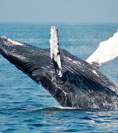 whale watching in panama