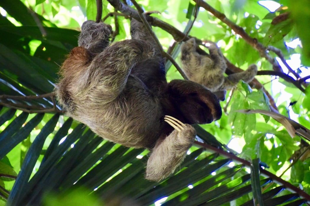 Sloths having a great time