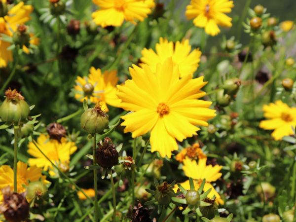 The Coffee and Flowers Fair in Boquete