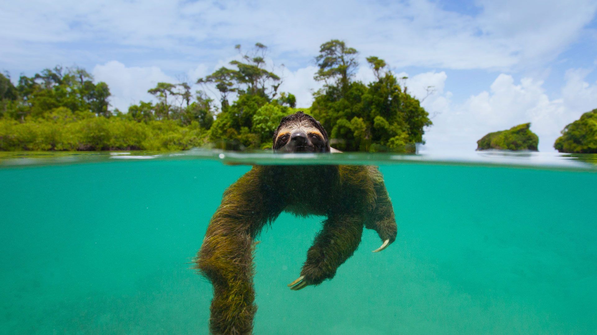 Sloth swimming in Panama