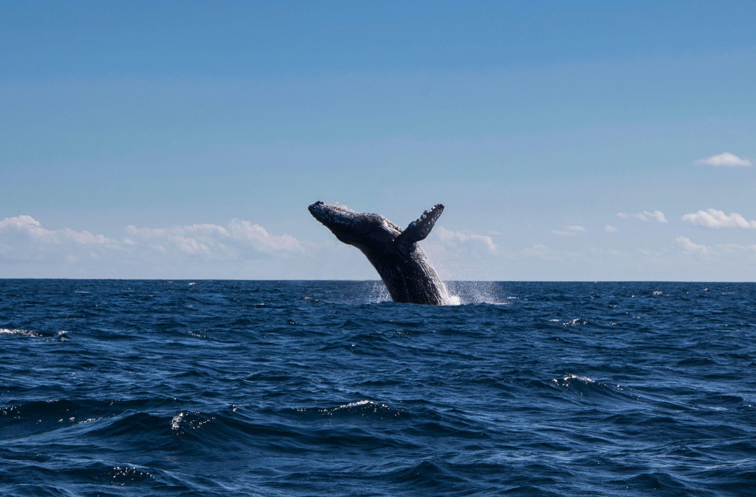 Whale Watching Day Pass