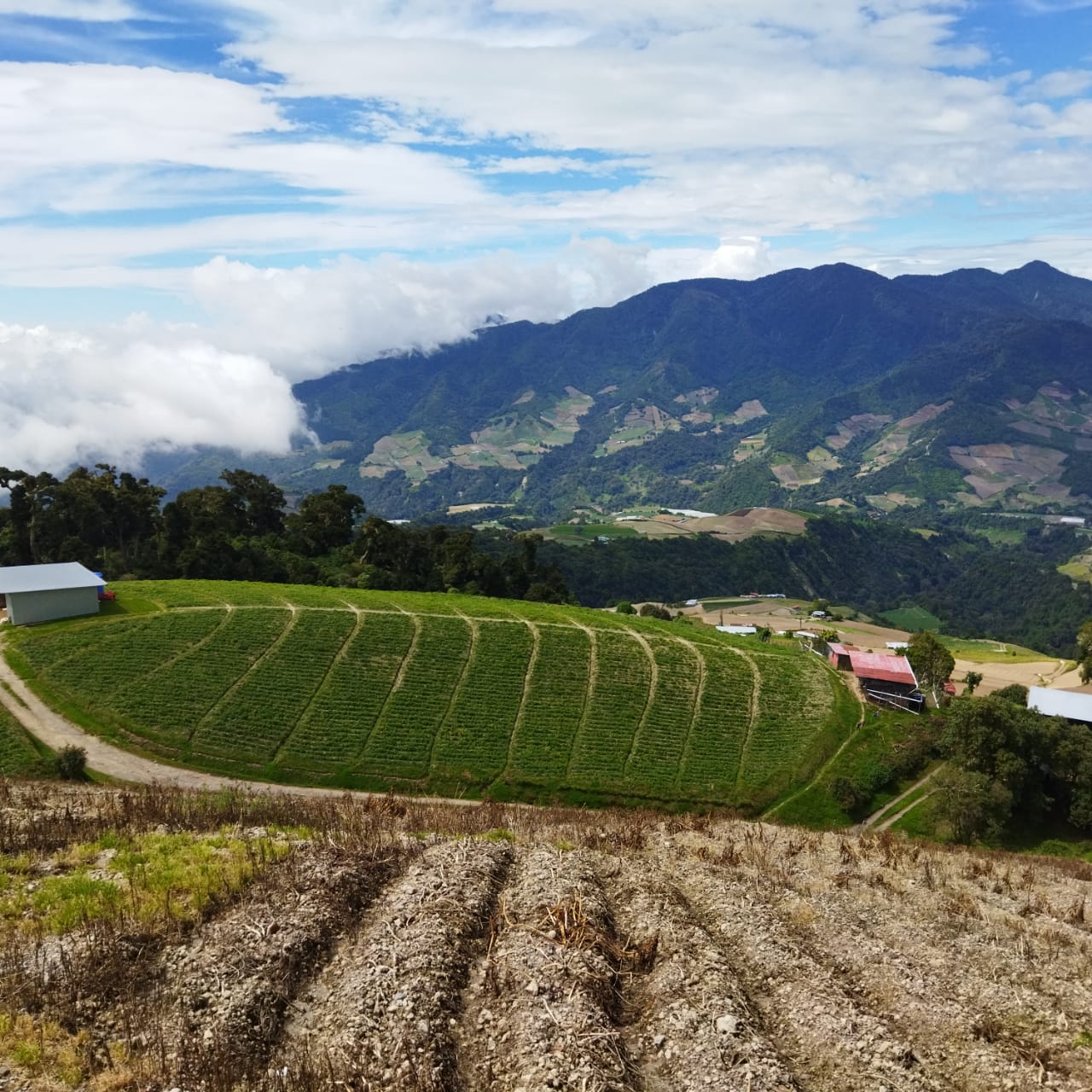 Volcán crops