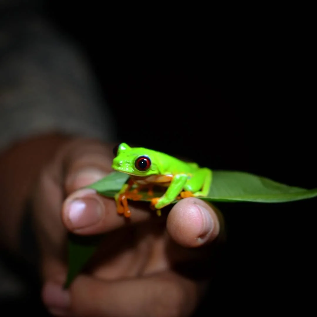 Red-eyed frog in Santa Fe Veraguas 