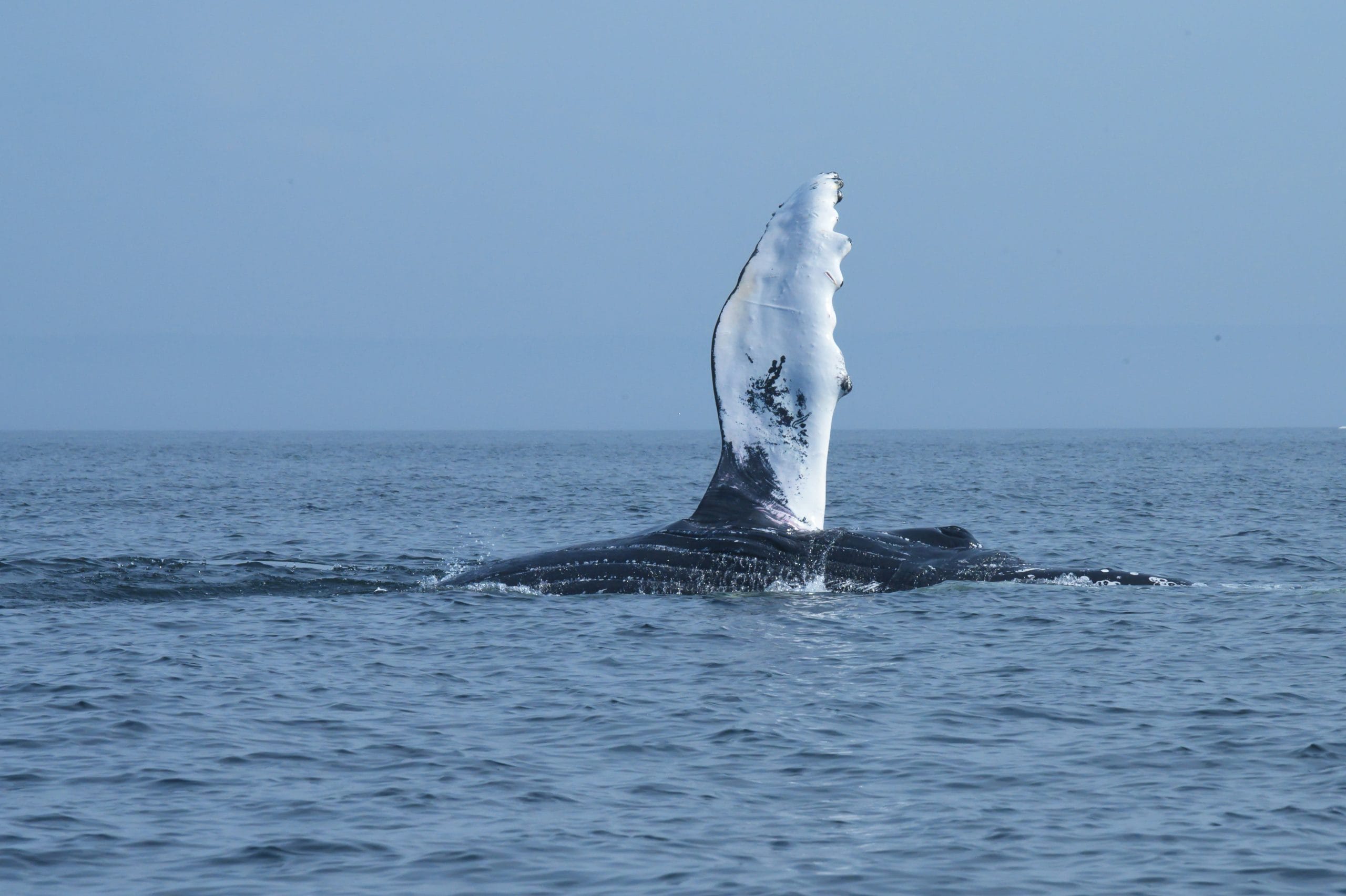 whale saying goodbye