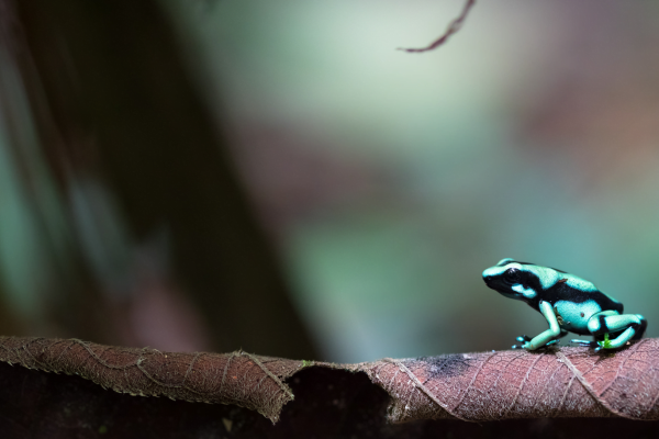 The Smithsonian Tropical Research Institute: A Century of Scientific Excellence and Conservation