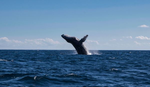 Whale Watching Day Pass