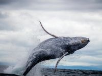 Whale watching in Panama