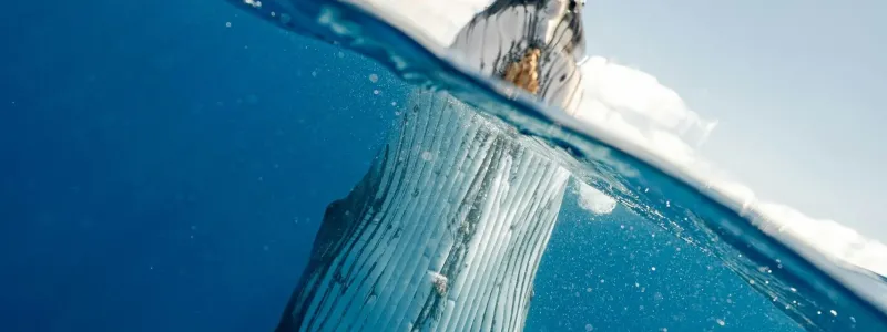 whale watching season in Panama 2025