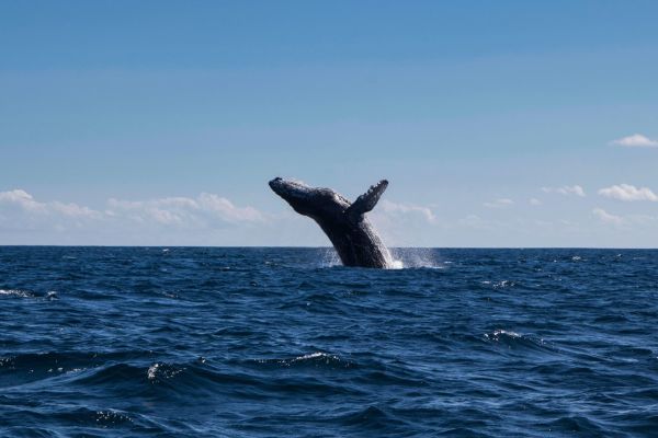 Whale Watching Day Pass