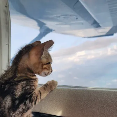 Pet Friendly travels