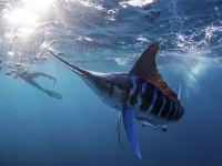 Sport fishing in Panama