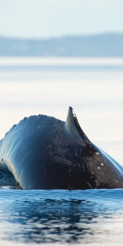 whale watching in Panama