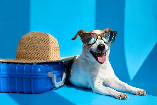 Pet Friendly Flights in Panama: Explore with Your Companion