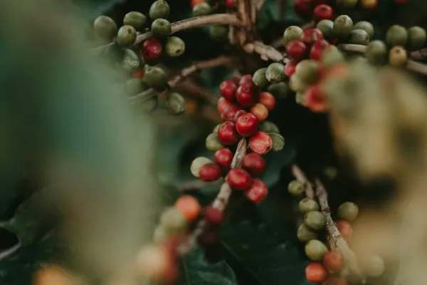 Ready for Panama’s Record‑Setting Geisha Coffee?