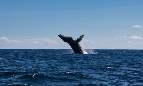Whale Watching Day Pass