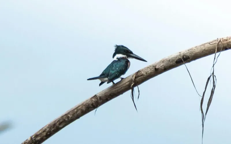 Green Kingfisher in Bocas del Toro