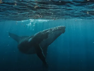 Temporada de Avistamiento de Ballenas en Panamá: Te espera una aventura increíble