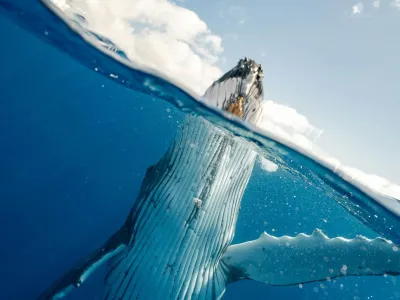 Whale Watching – Season 2025