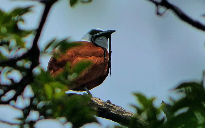 Three-wattled Bellbird in Boquete, Panama