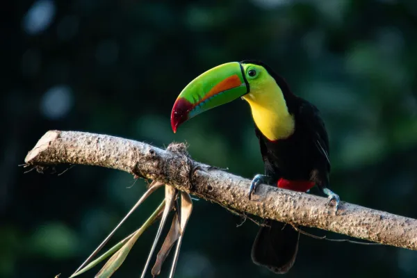 Centroamérica BIG Day 2025: Places to go in Panama