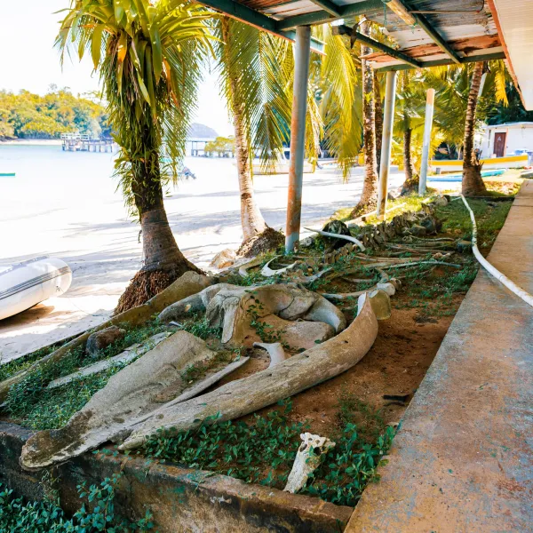 whale skeleton