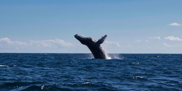 Whale Watching Day Pass