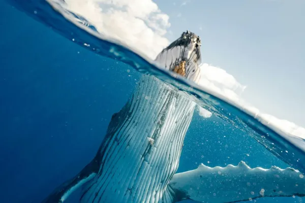 Whale Watching – Season 2025