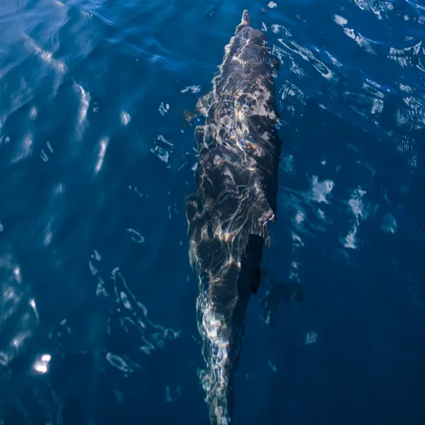 dolphins in Coiba Island