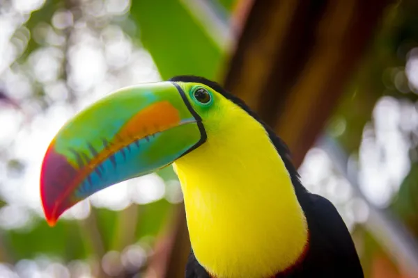 Best birding sites in Panama City