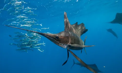 It’s Black Marlin Season!