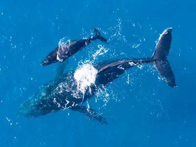 Una aventura de avistamiento de ballenas