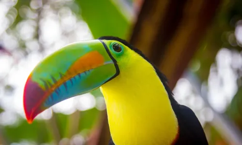 Best birding sites in Panama City