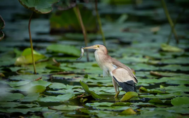 Agami Heron in Pipeline road